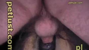 Horny man sticks his whole dick into a warm horse pussy