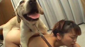 Teen oriental babe has dirty oral sex with black dog