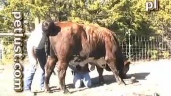 Man fucks horny bull in the ass in outdoor scenes