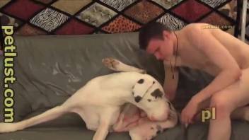 White dog getting fucked on the couch by a horny guy