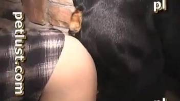 Horny male tries sex with his faithful dog until the best orgasm occurs