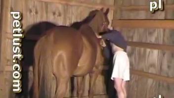 Man fucks horse in the ass and loves it