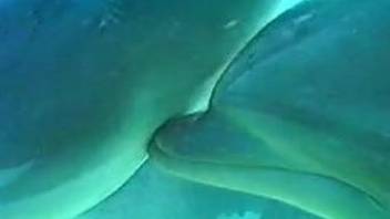 Underwater fetish scenes for the horny zoo lover