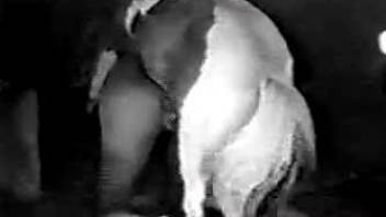 Brutal horse fucking sex pleasures for a wife