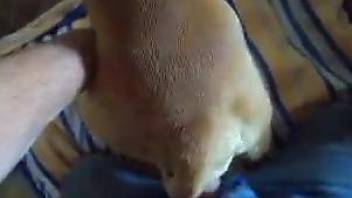 POV fuck scene with a dude and his submissive animal