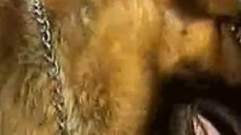 Dog cock handjob featuring a really horny animal