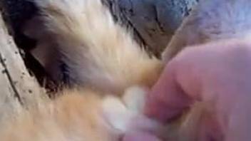 Bored zoophile decides to finger-fuck a sexy animal