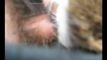 Hairy cock dude fucking a submissive animal from behind