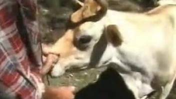 Dude fucks a horny horned animal from behind
