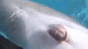 Dude teases the dolphin and shows off its dick