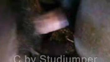 Closeup view of a man fucking a horse in the ass