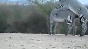 Zebras enjoying hard fucking while still outdoors