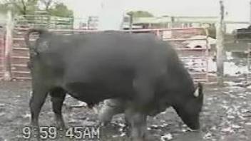 Man feels aroused when seeing the bull's huge dick