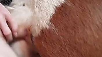 Mind blowing closeup when a man deep drills the horse in the ass