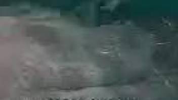 Underwater kink makes horny male finger fuck a dolphin