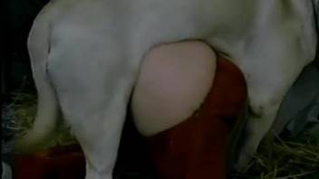 Aroused female recorded having sex with a dog