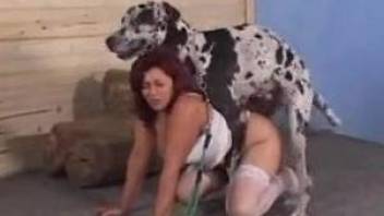 Busty mature works the dog cock like a professional