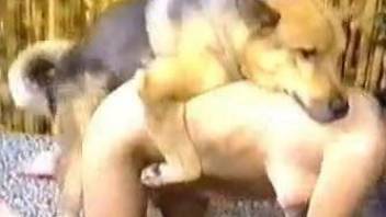 Fine lesbians involve their dog into their sexy oral play