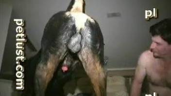 Dog with a big cock fucks naked man in the ass