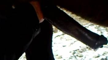 Man grabs horse's huge dick and starts to jerk it on cam