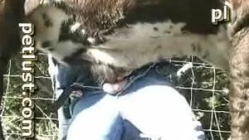 Farmer feels attracted to his cow and wants to fuck it