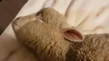 Dude with a thick dick fucking a sheep's tight hole
