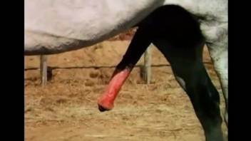 Huge horse cock hanging like that makes zoo porn lover feel moody