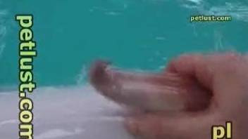 Man jerks off dolphin's cock in insane outdoor cam play