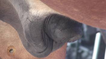Huge horse dick seems like the right tool for this horny porn lover