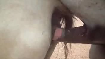 Stallion deep fucks female horse while horny guy watches