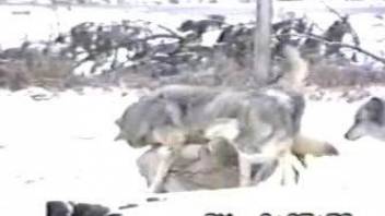 Sexy wolves fucking each other in an outdoor video