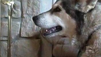 Old dog licks master's dick and pleases him with zoo scenes