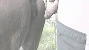 Strong hardcore animal sex with a man deep fucking a horse