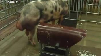 Man loves watching pair of pigs fucking in really kinky ways
