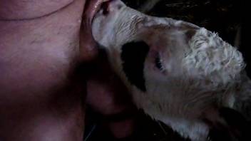 Goat licks man's dick during his solo masturbation play