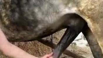 Brunette worships a random stallion's perfect cock