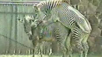 Absurdly hot fuck scene in which two zebras screw