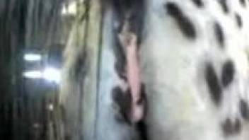 Horny man feels attracted to horse's pussy and wants to fuck
