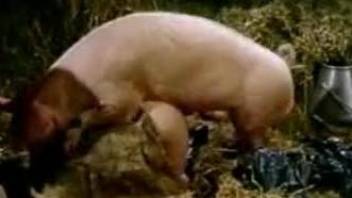 Sexy pig fucking a simple country girl in the hay