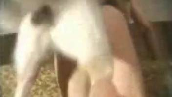 Short-haired chick gets drilled by a dog on all fours