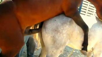 Horses mating make the guy filming feel really aroused