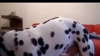 Slavegirl eating her dog's delicious cum on camera