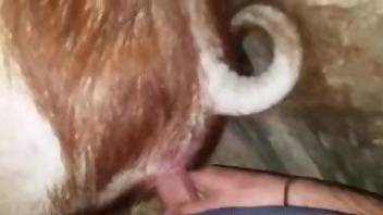 Dude places his penis in an animal's juicy hole