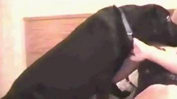 Lovely black doggy tries to satisfy his aroused mistress in bed