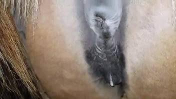 Horny dude wants to deep fuck this tight horse cunt