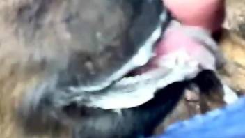 Dude's delicious cock gets licked in POV by a sexy animal