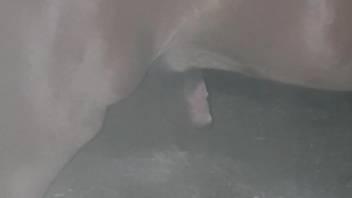 Nice animal penis exposed in a hot porno movie