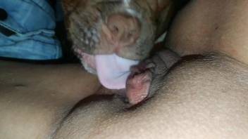 Juicy zoophile pussy licked happily by a doggo