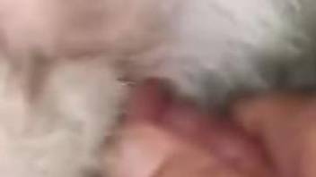 Horny animal enjoying hot sex in a hectic POV video