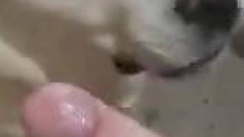 Dog licks master's dick when he's jerking off